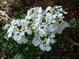 Candytuft white 